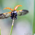 coccinelle en plein envol