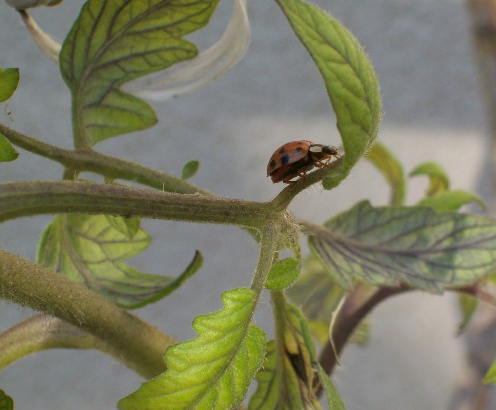 coccinelle en promenade