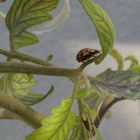 coccinelle en promenade