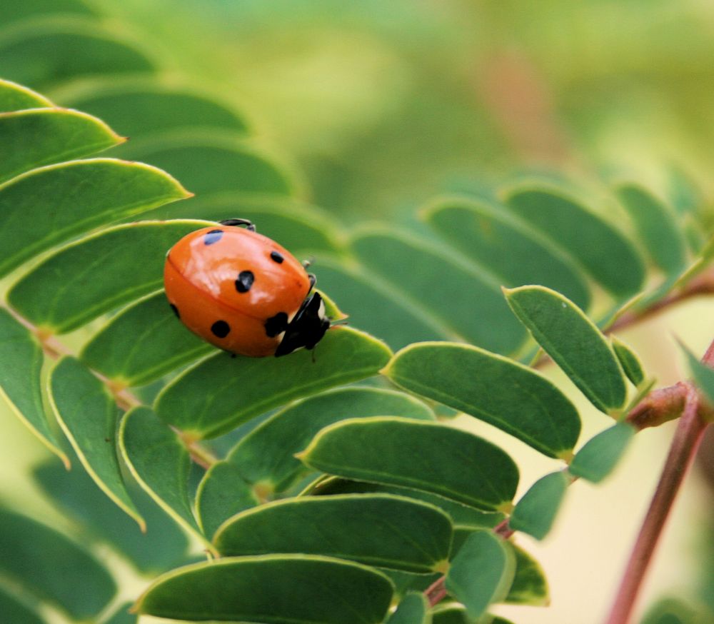 coccinelle envole toi