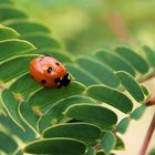 coccinelle envole toi