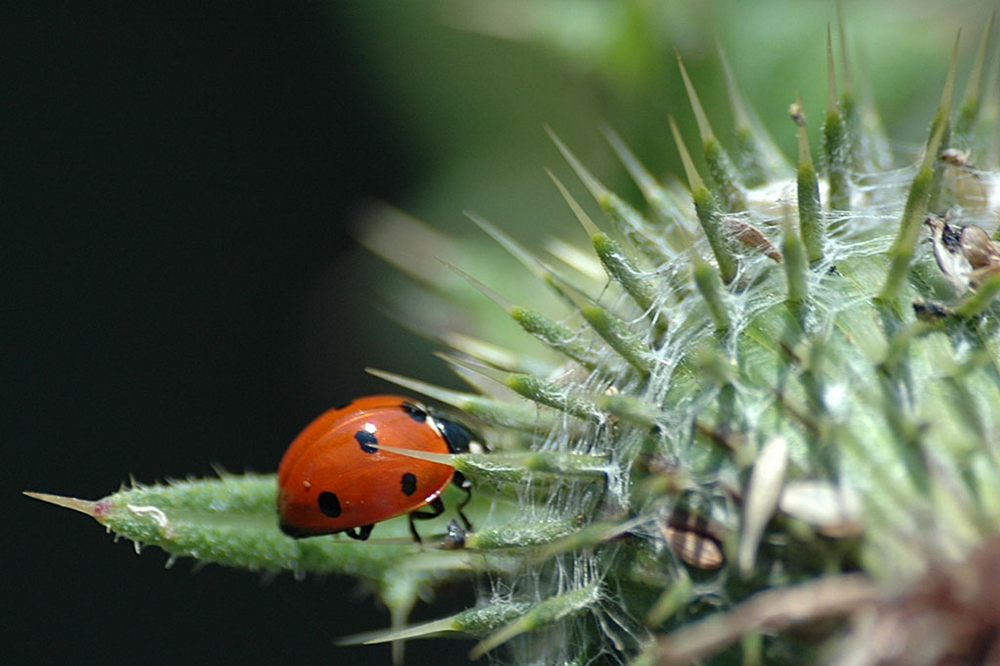 Coccinelle et chardon.