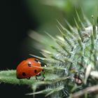 Coccinelle et chardon.