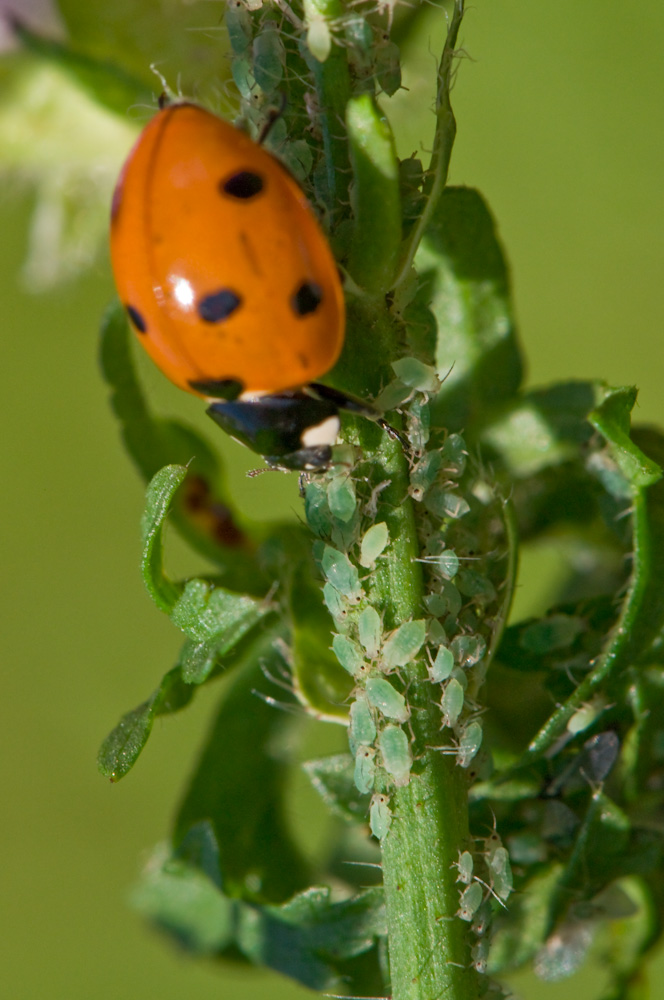 Coccinelle et pucerons