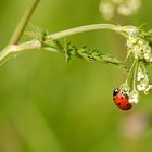 coccinelle et son environnement