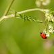 coccinelle et son environnement