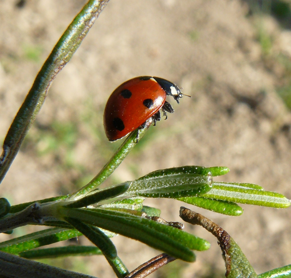 coccinelle