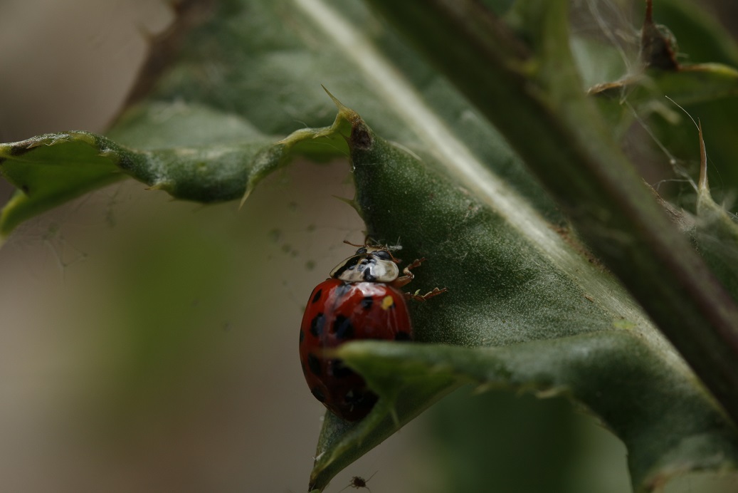 COCCINELLE