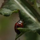 COCCINELLE