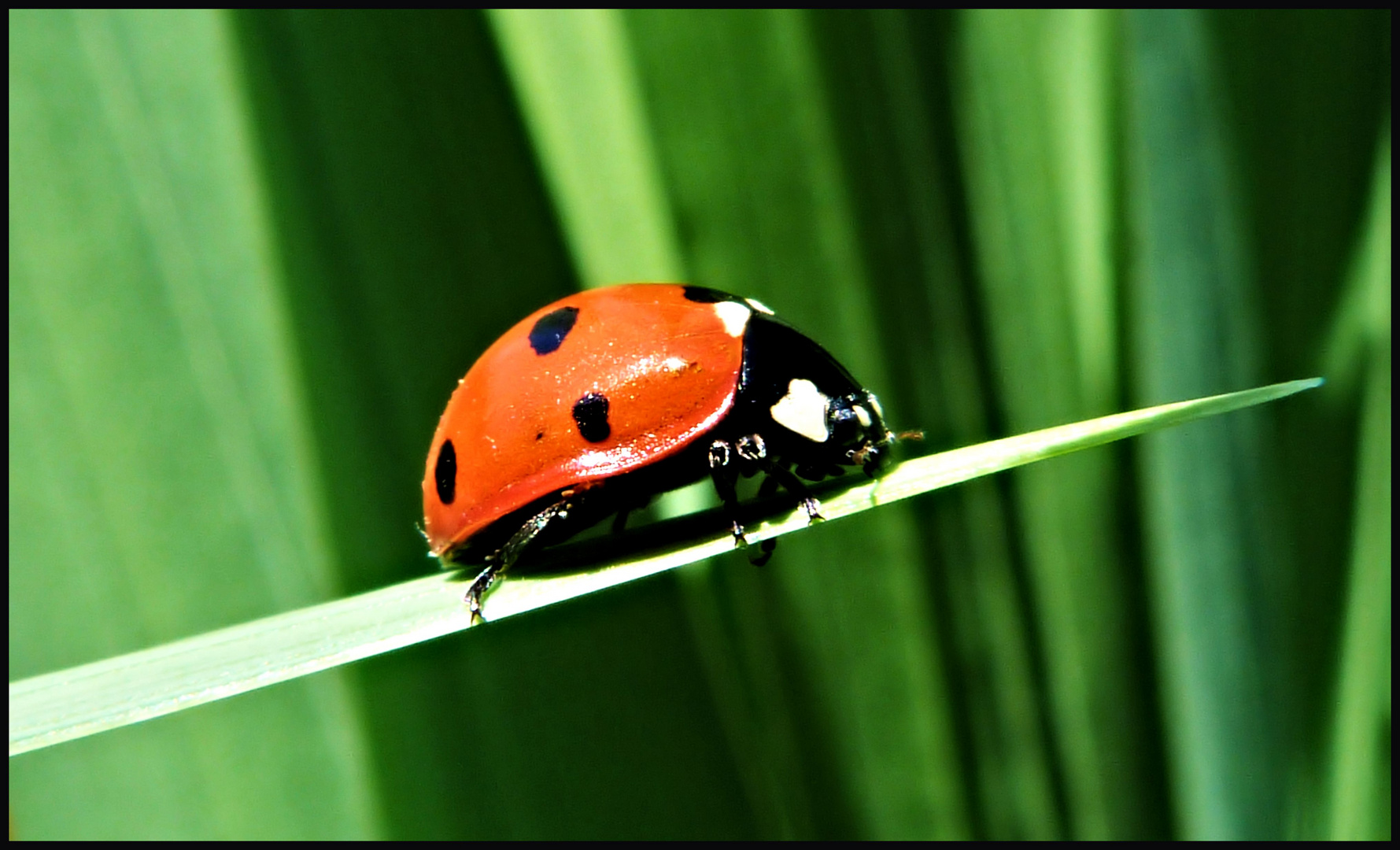 Coccinelle