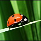 Coccinelle