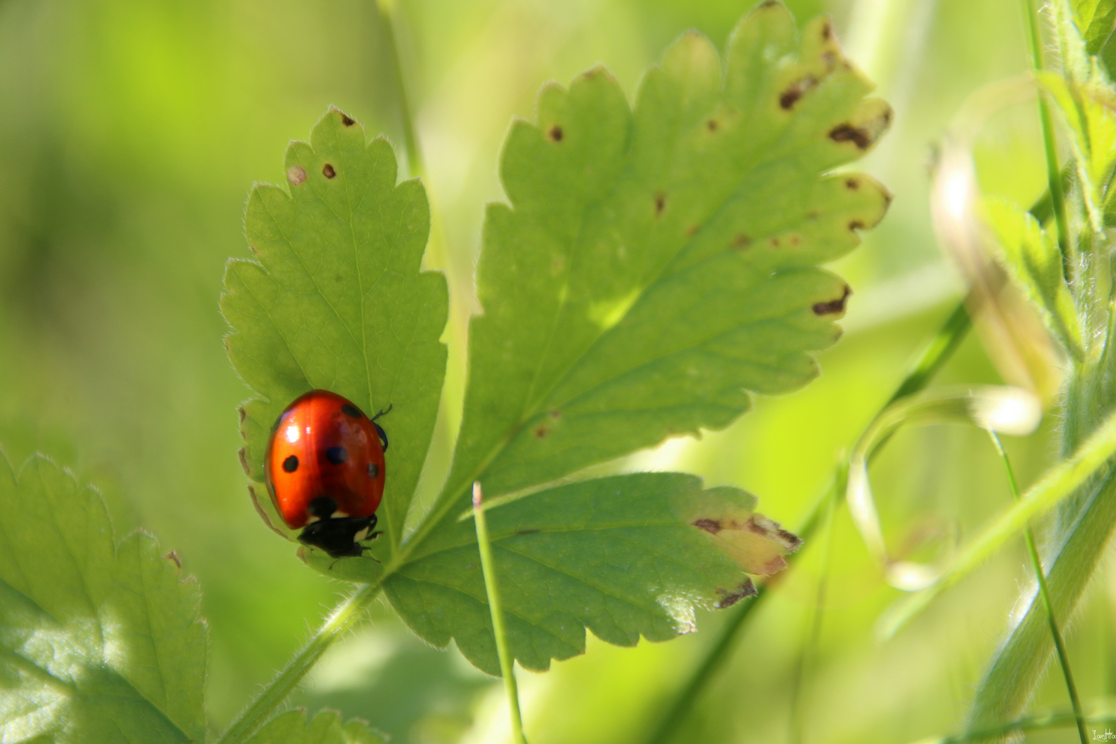 Coccinelle