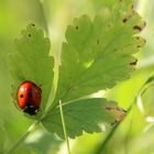 Coccinelle