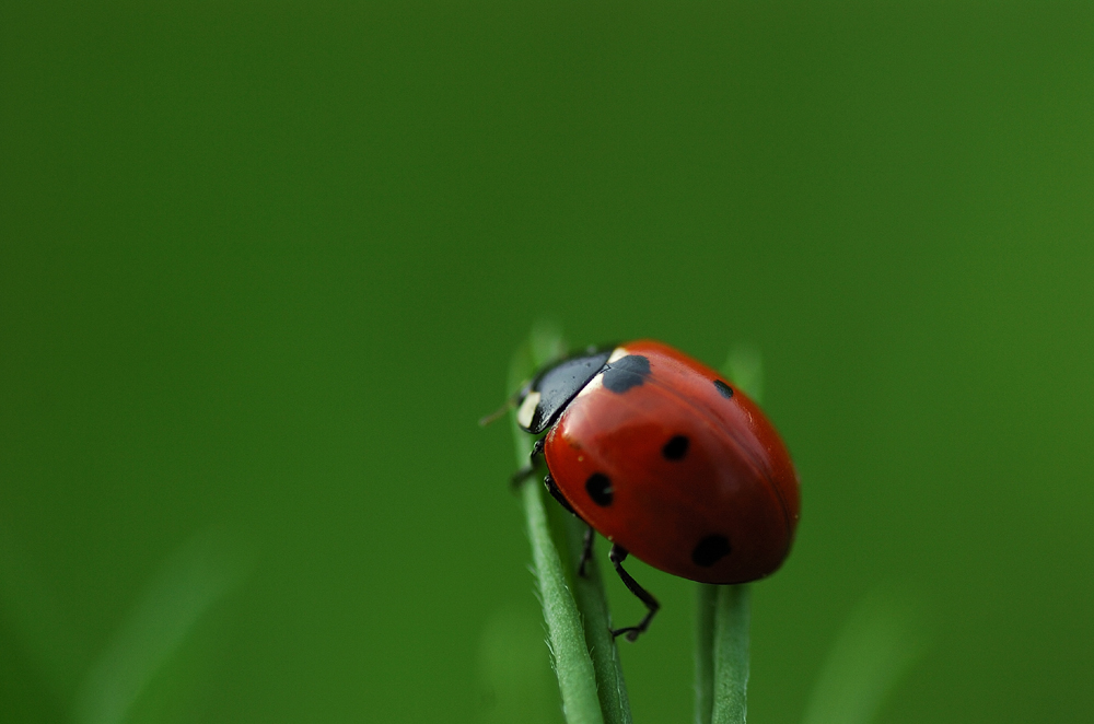 Coccinelle