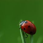 Coccinelle