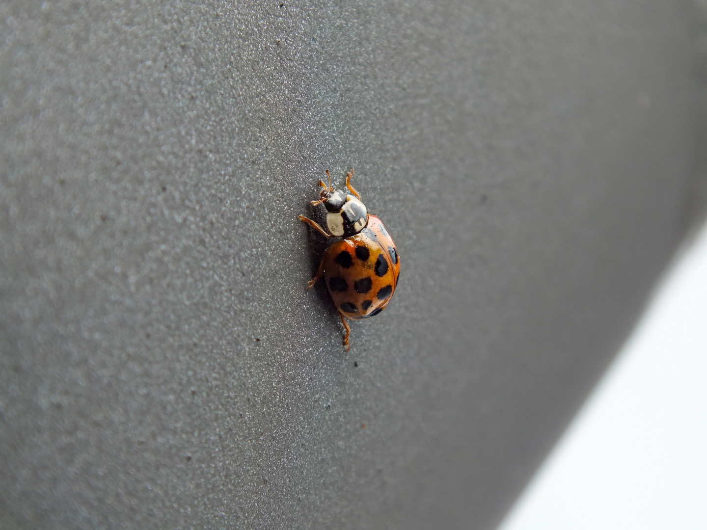 Coccinelle 