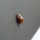 Coccinelle 