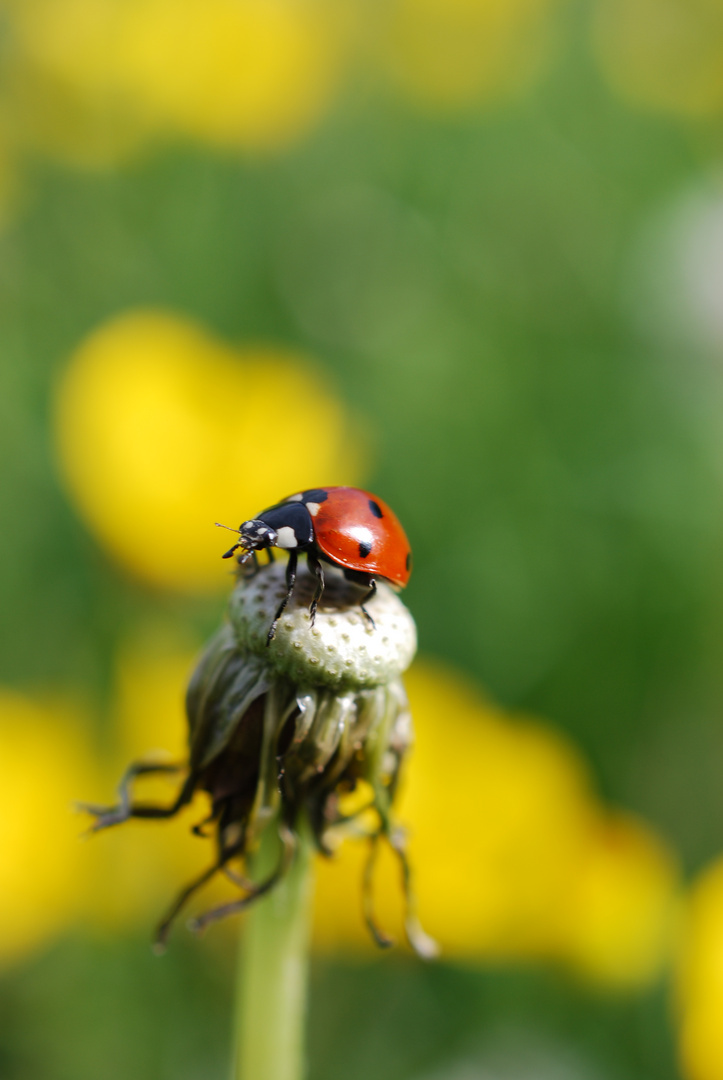 Coccinelle