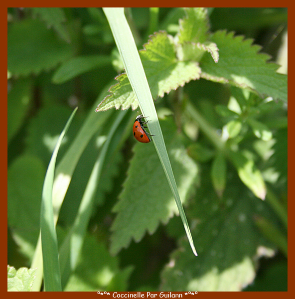 °*°* Coccinelle *°*°