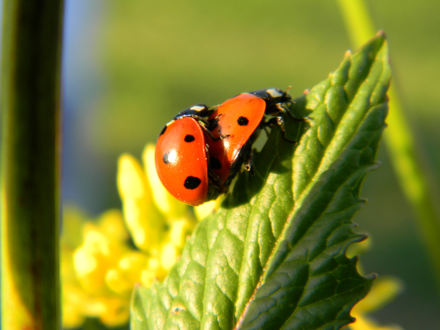 coccinelle