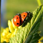 coccinelle