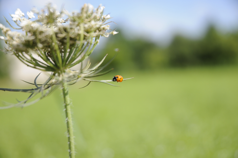 coccinelle funambule 2