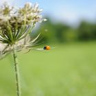 coccinelle funambule 2