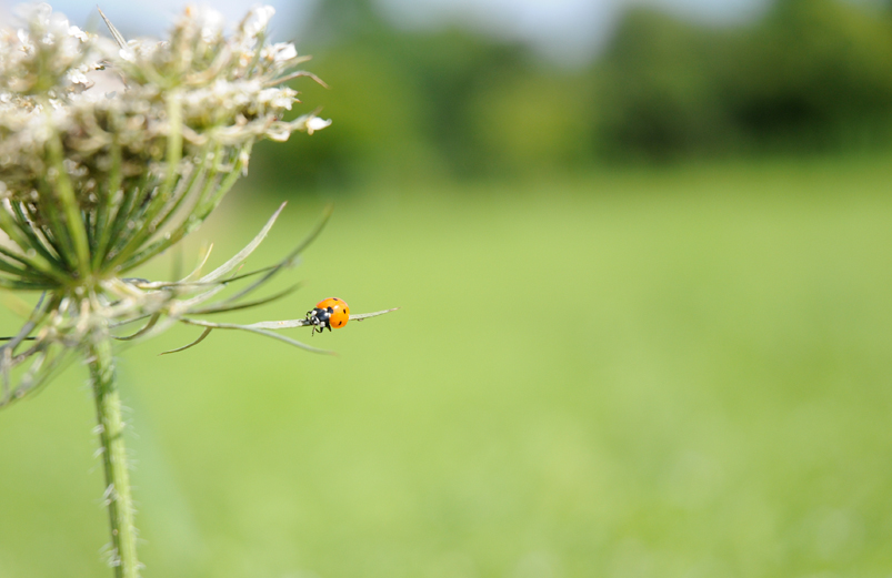 coccinelle funambule 3