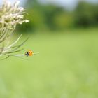 coccinelle funambule 3