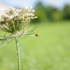 coccinelle funambule