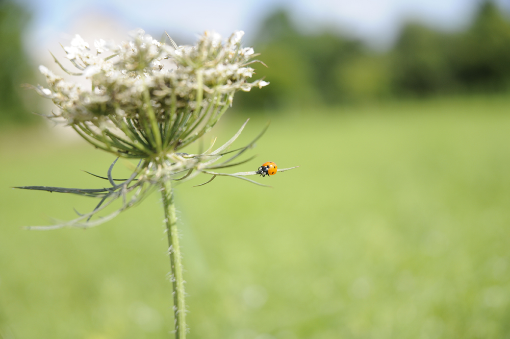 coccinelle funambule de Hoignk 