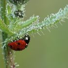 Coccinelle gelée