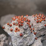 Coccinelle Grotta dei Lamponi Etna