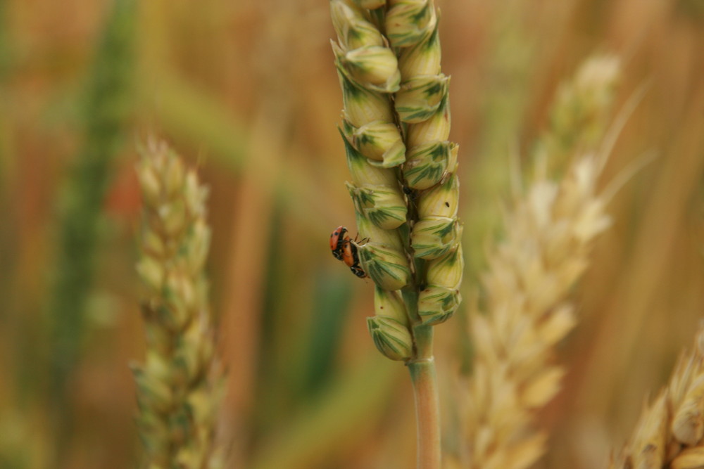 Coccinelle in conoscenza......