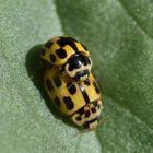 Coccinelle Jaune