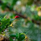 Coccinelle, La reine...