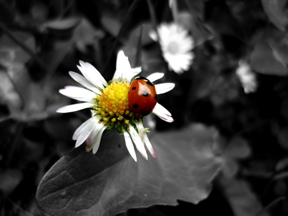 Coccinelle + marguerite