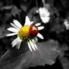 Coccinelle + marguerite