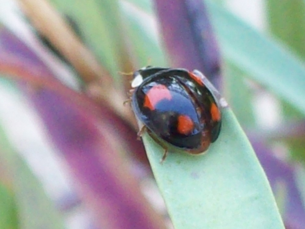 coccinelle noire à points rouges