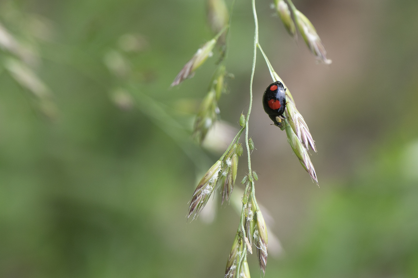 Coccinelle noire et rouge et pucerons