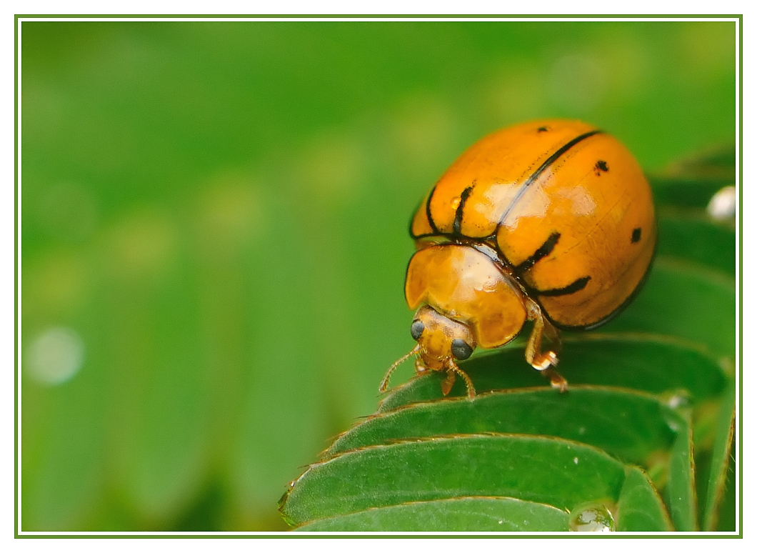 Coccinelle orange