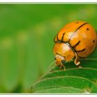 Coccinelle orange