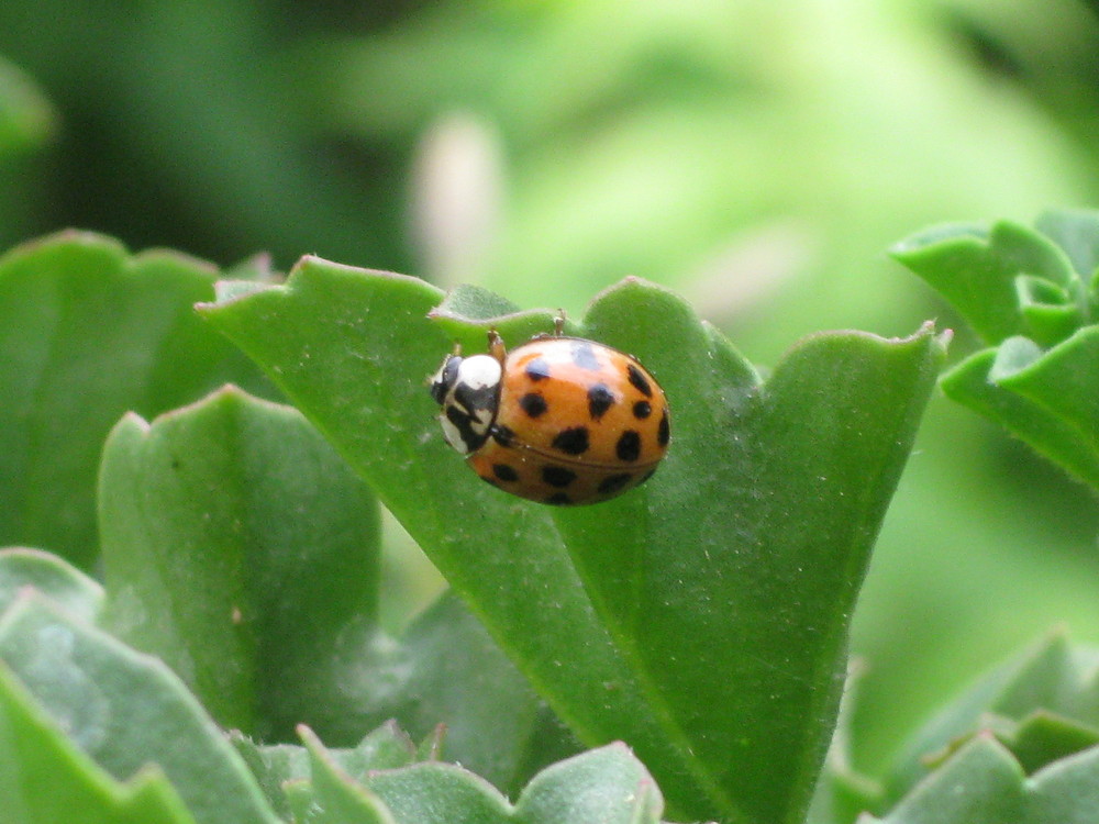 coccinelle ..........pas de chez nous