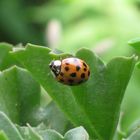 coccinelle ..........pas de chez nous