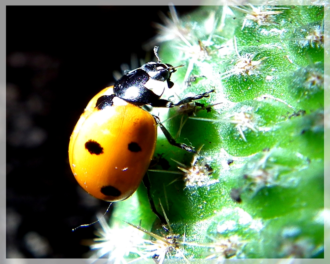 coccinelle piquante