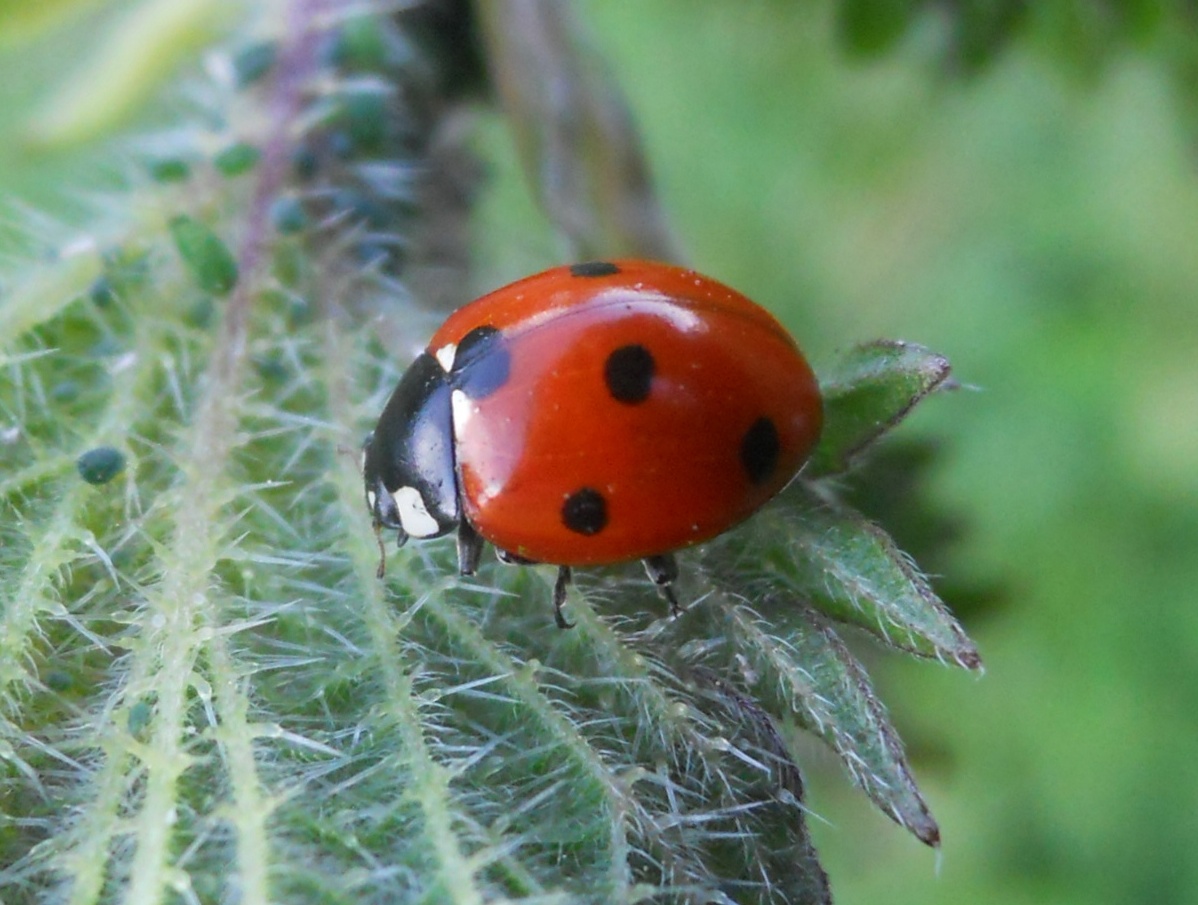 Coccinelle prise par ma fille 12 ans 1/2