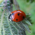 Coccinelle prise par ma fille 12 ans 1/2