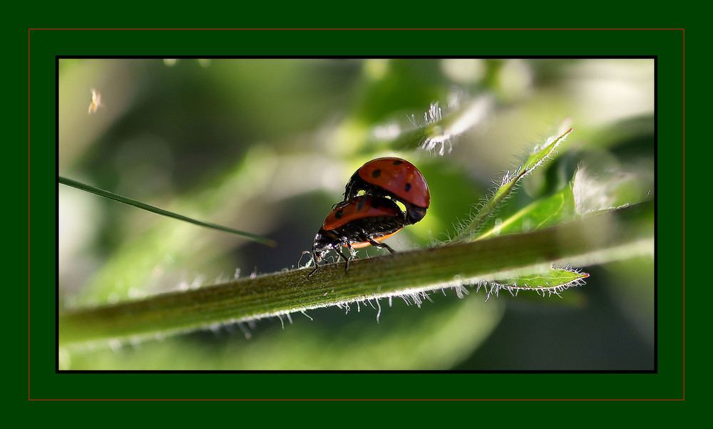 Coccinelle Privacy -  Altra Angolazione