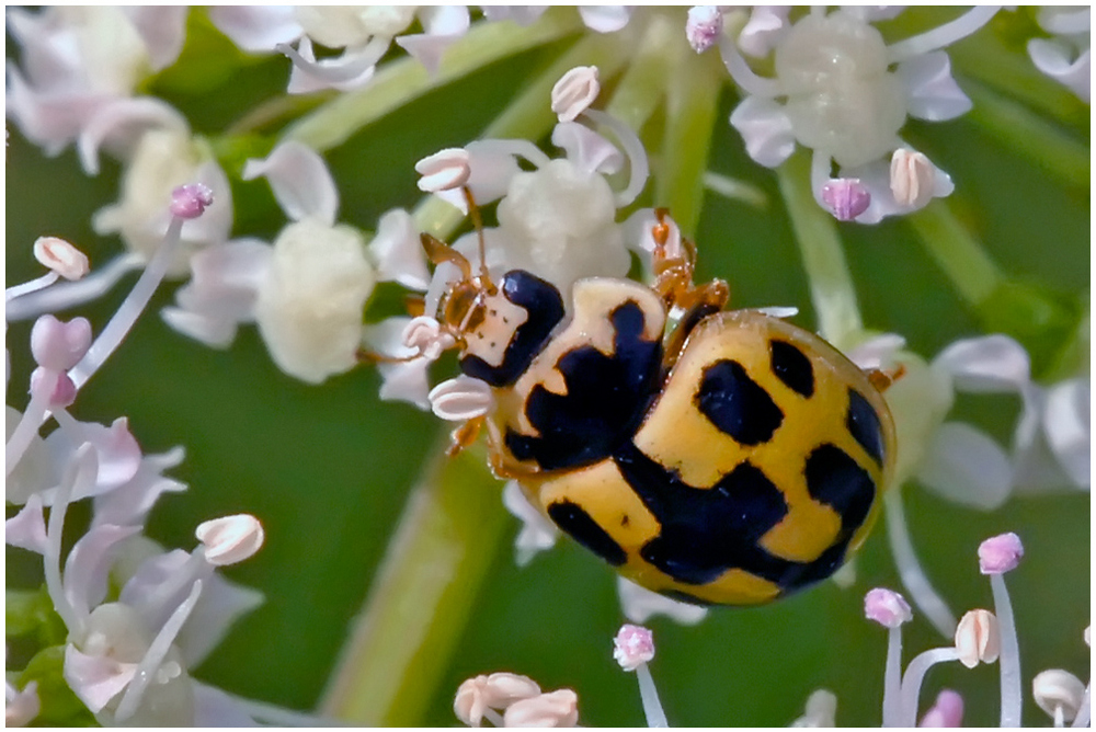 Coccinelle Propylea