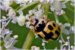 Coccinelle Propylea